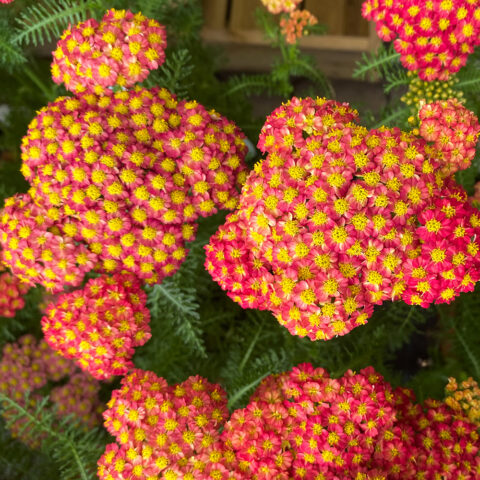 Achillea millefolium "Safran"