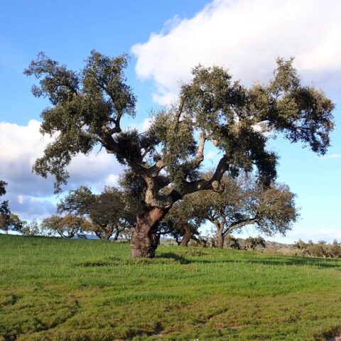 Quercus suber
