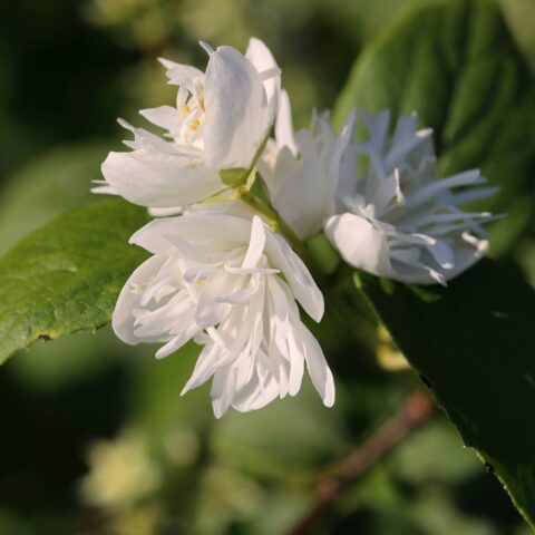 Philadelphus x virginalis