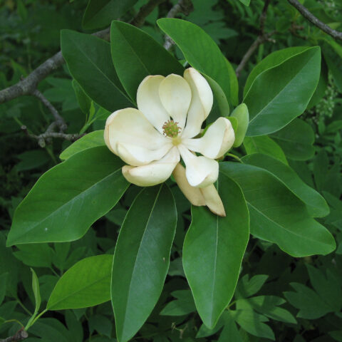 Magnolia virginiana