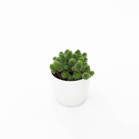 Sedum multiceps