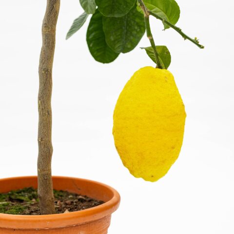 Cedro "Piretto"