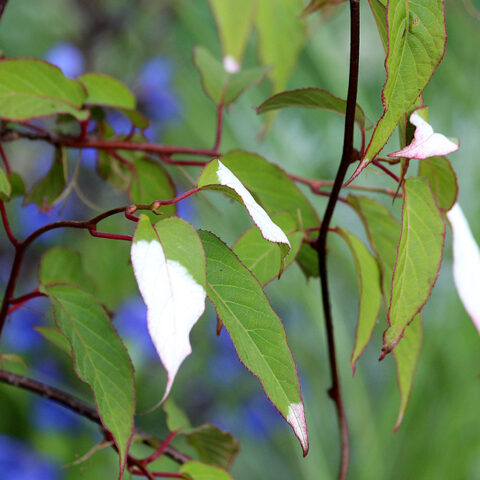 Actinidia pilosula