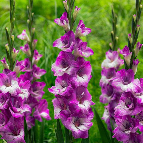 Gladiolus Elvive