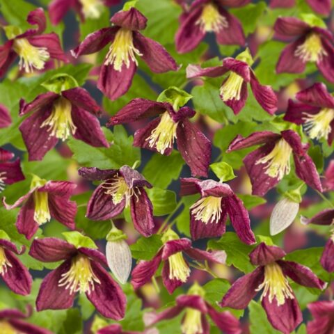 Clematis cirrhosa "Lansdowne Gem"