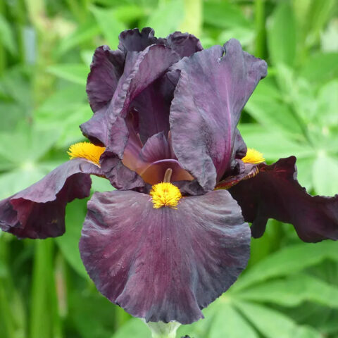 Iris "Dracula's Kiss"