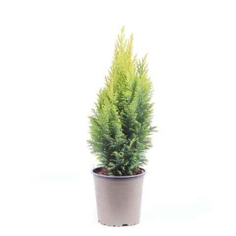 Chamaecyparis lawsoniana "Ellwood's Empire"