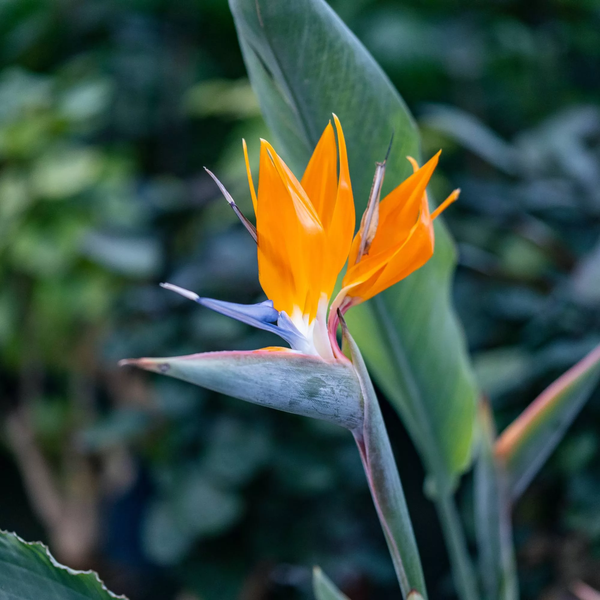 Strelitzia reginae