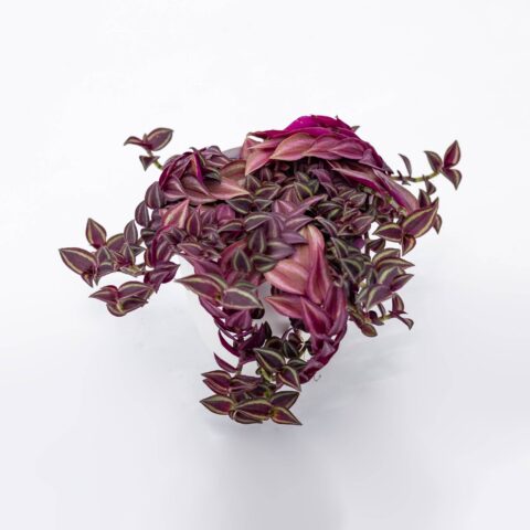 Tradescantia "Purple Passion"