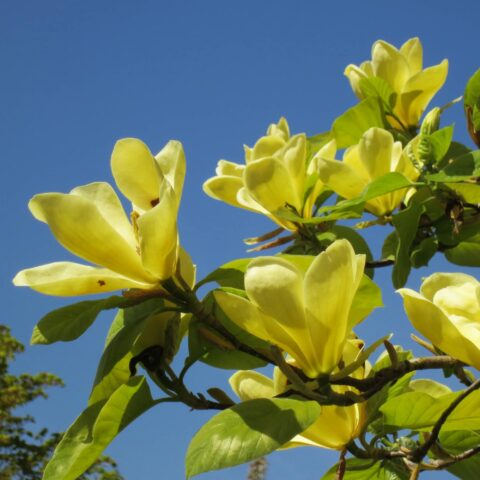 Magnolia denudata "Yellow River"