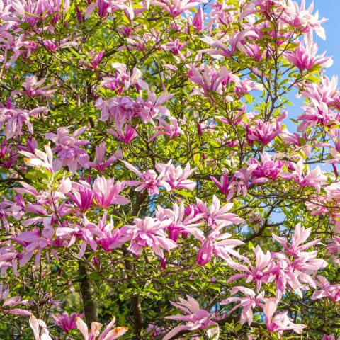 Magnolia x loebneri "Leonard Messel"