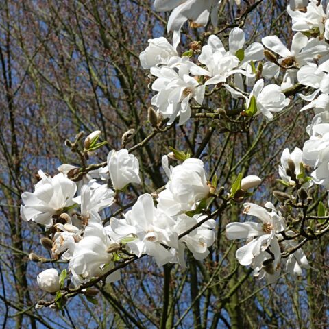 Magnolia kobus