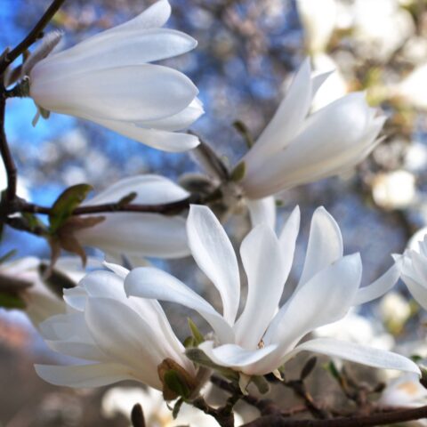Magnolia stellata