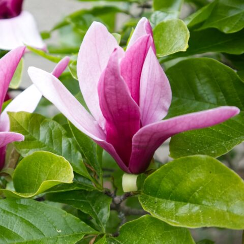 Magnolia liliiflora "Nigra"