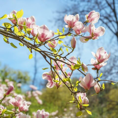 Magnolia x soulangeana