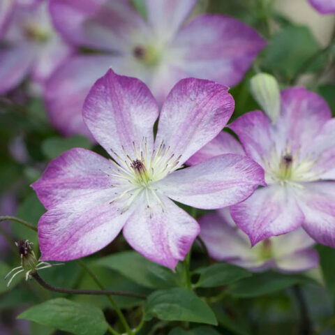 Clematis "Pernille"