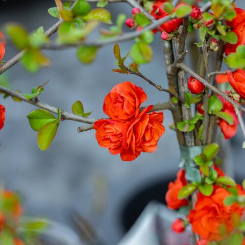 Chaenomeles speciosa "Orange Storm"