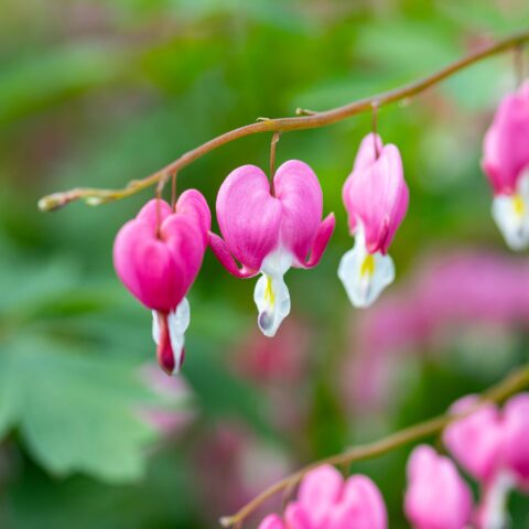 Dicentra spectabilis