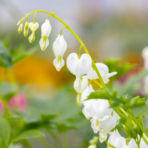 Dicentra spectabilis "Alba"