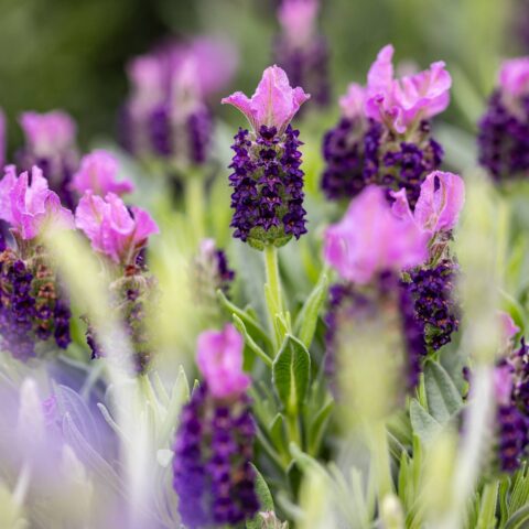 Lavandula stoechas