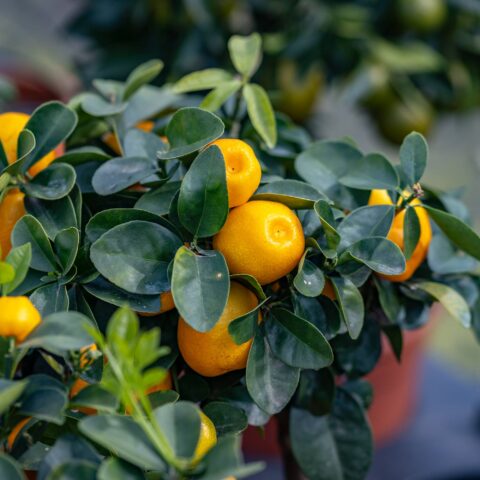 Kumquat obovata