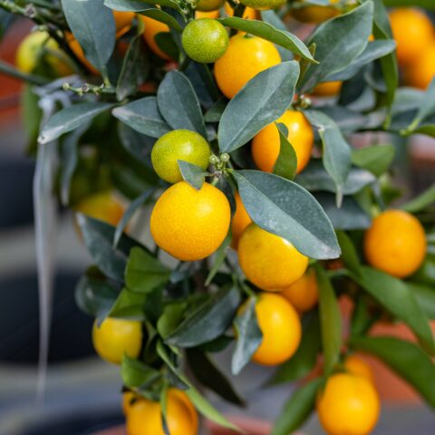 Kumquat tondo