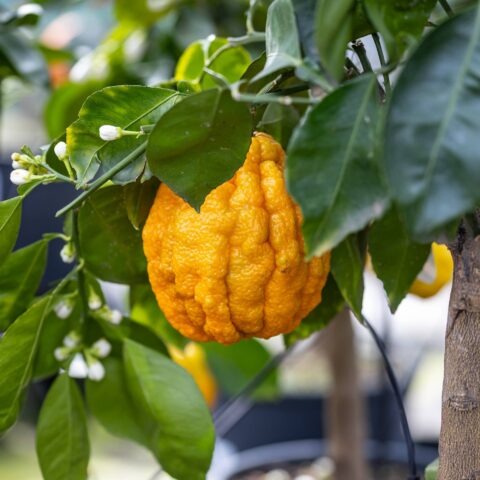 Arancio "Corrugato"
