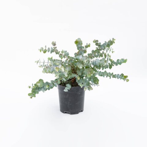 Eucalyptus cinerea "Red"