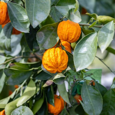 Arancio "Canaliculata"