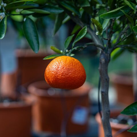 Mandarancio Satsuma
