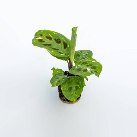 Maranta leuconeura "Kerchoveana Variegata" Baby Plant