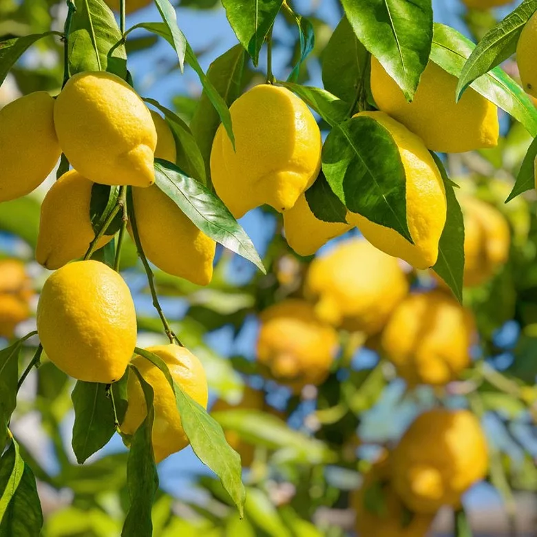 Limone "Sfusato Amalfitano"