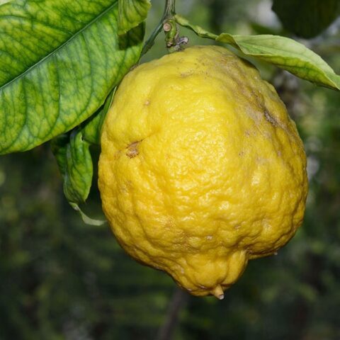 Cedro "Maxima"