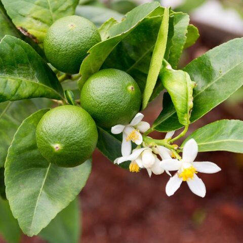 Lime Verde o Limetta