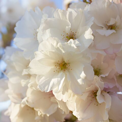 Prunus "Amanogawa"