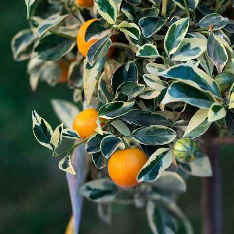 Calamondino "Variegato"