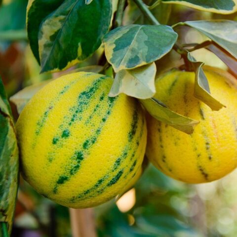 Arancio "Variegato"