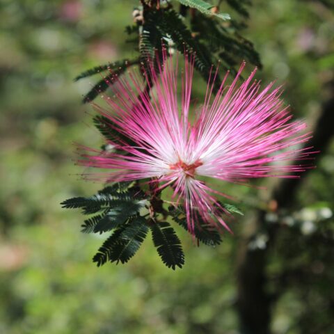 Calliandra brevipes