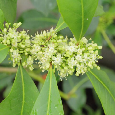Ilex paraguariensis