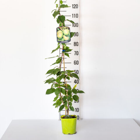 Actinidia arguta "Weiki" - femmina