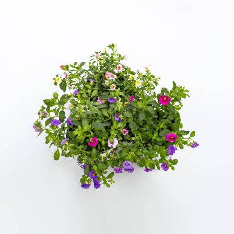Calibrachoa "Trio Bells"