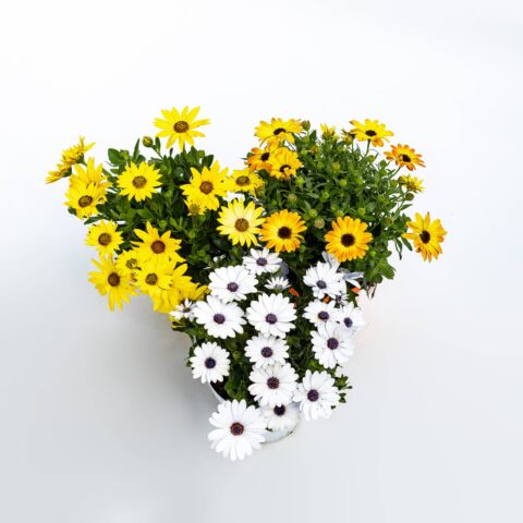 Dimorphotheca in variet