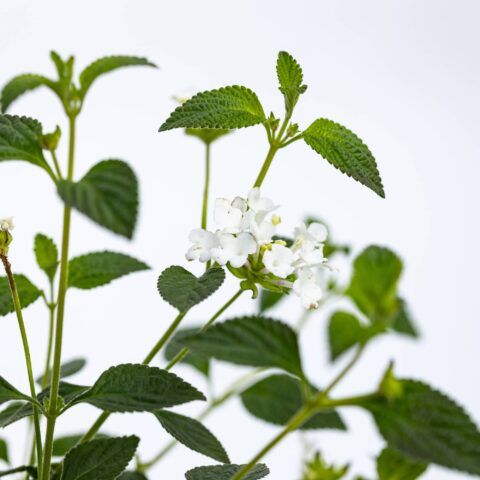 Lantana Sellowiana "Bianca"