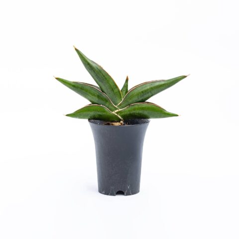Sansevieria "Almond Jade"