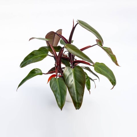 Philodendron "Ruby"