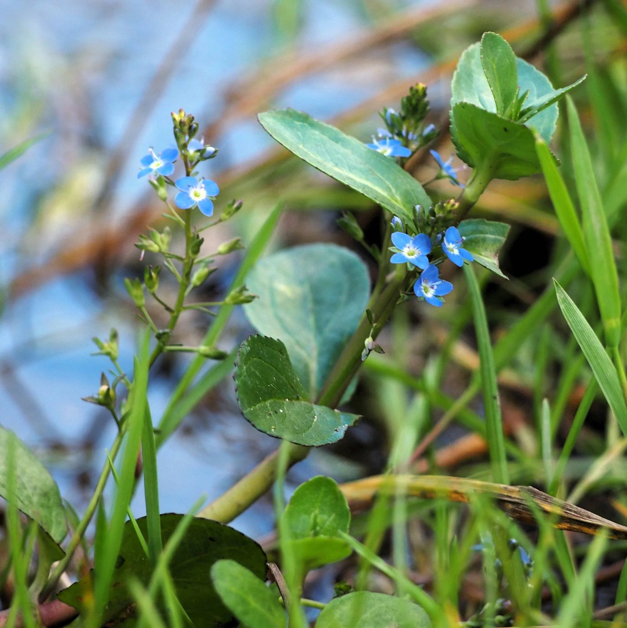 Veronica beccabunga