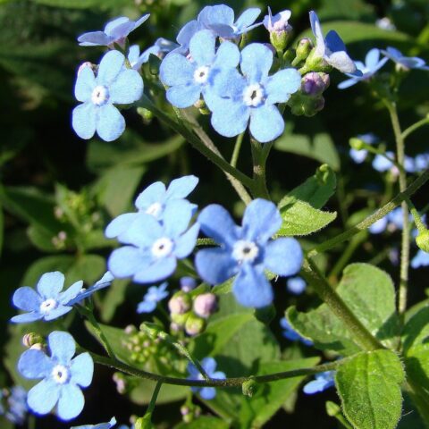 Myosotis sylvatica "Mon Amie"