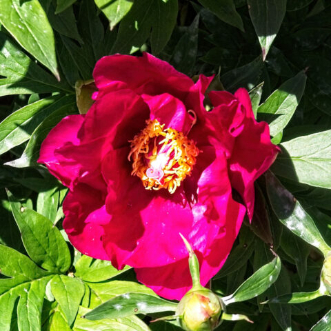 Paeonia Itoh "Scarlet Heaven"