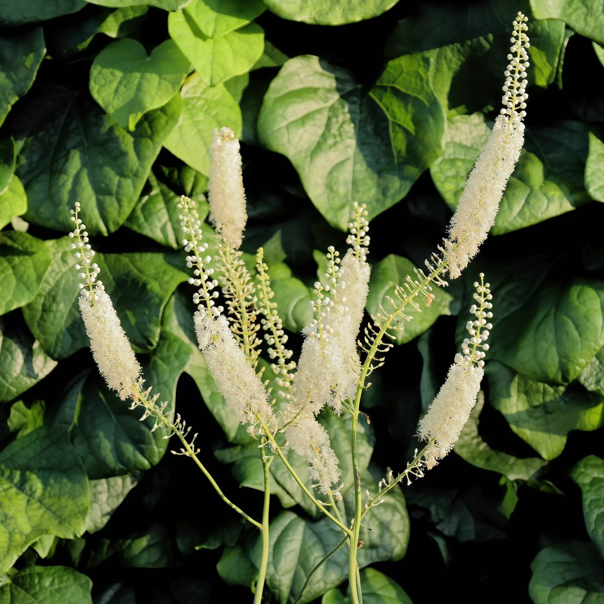 Actaea matsumurae "White Pearl"