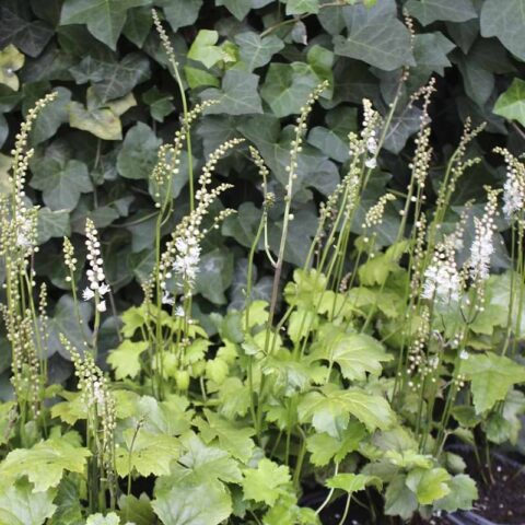 Actaea japonica "Cheju-Do"